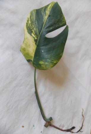 DSCN3175.JPG