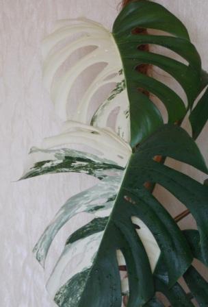 DSCN3102.JPG