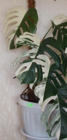 DSCN3091.JPG