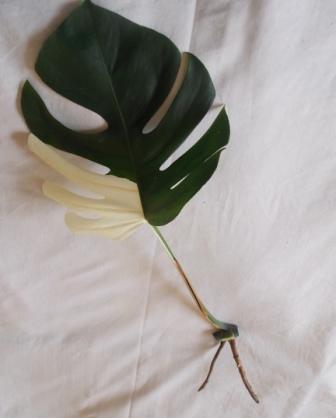 DSCN3155.JPG