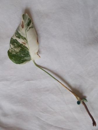 DSCN3204.JPG