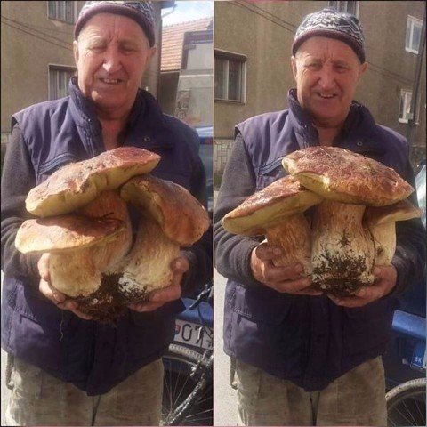 гриб. из Припяти.jpg