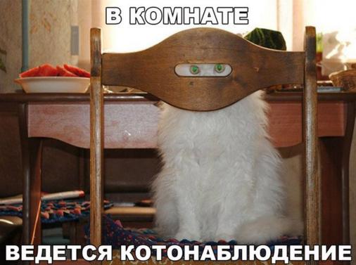 котонаблюдение.jpg