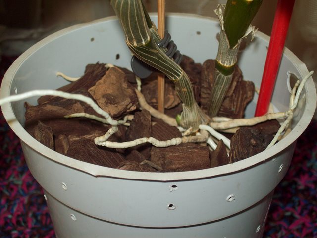 100_2047.JPG