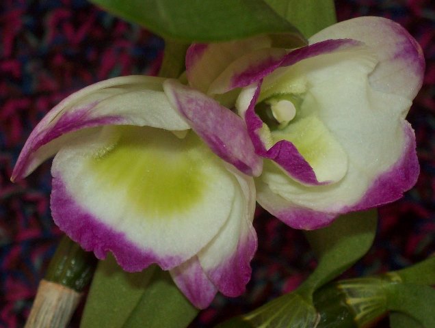 100_2051.JPG