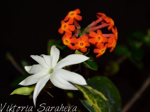 DSC_0344_500x375.jpg