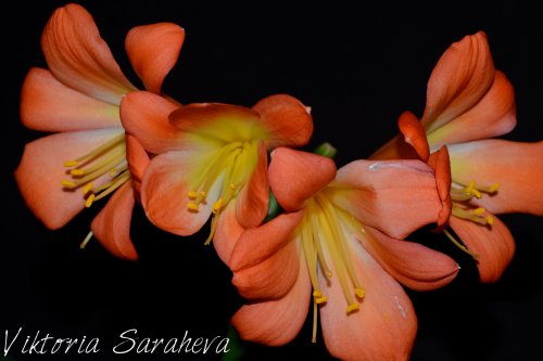 DSC_0324_500x333.jpg