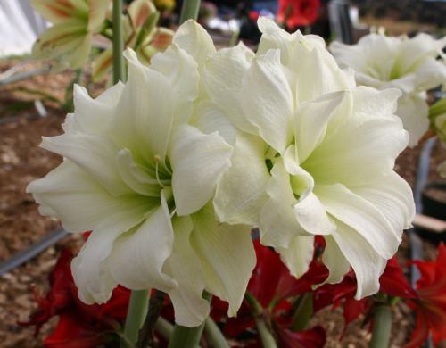 Hippeastrum Alfresco_.jpg