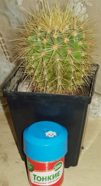 100_2061.JPG