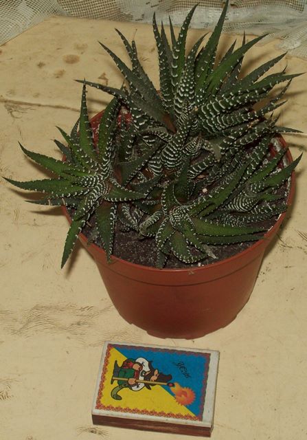 100_2054.JPG
