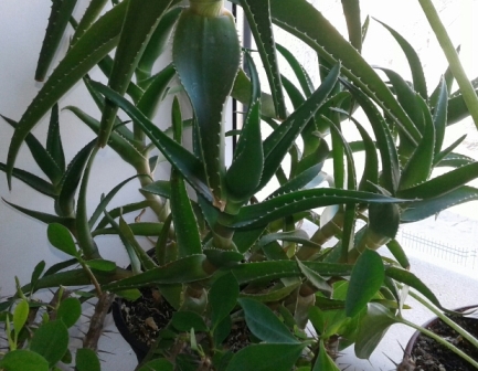 20170228_132311-1-1.jpg