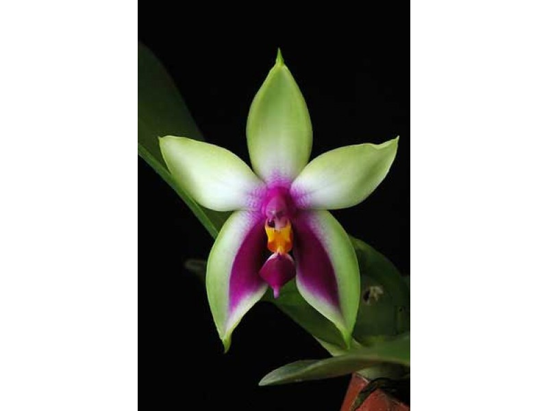 Phal. bellina (wild) x bellina (wild).jpg