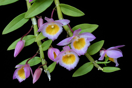 Dendrobium_loddigesii.jpg