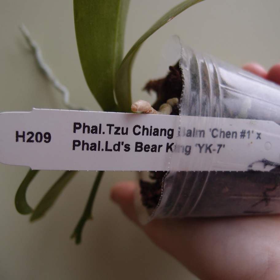 P3074855q.jpg