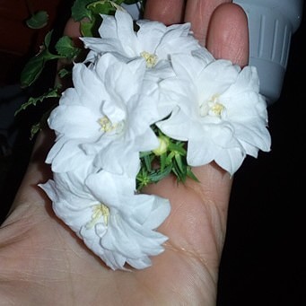 image (8).jpg