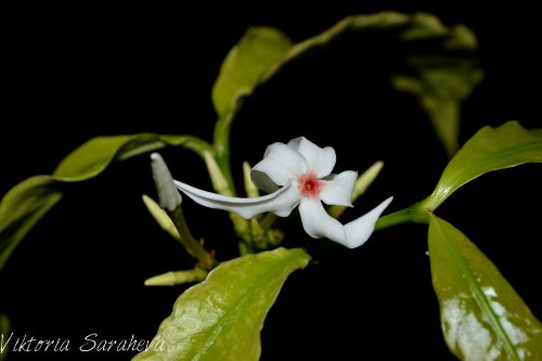 DSC_0038_500x333.jpg