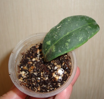 113_cr.jpg