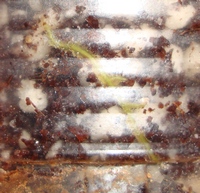 116_cr.jpg
