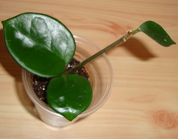 091_cr.jpg