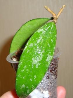 112_cr.jpg
