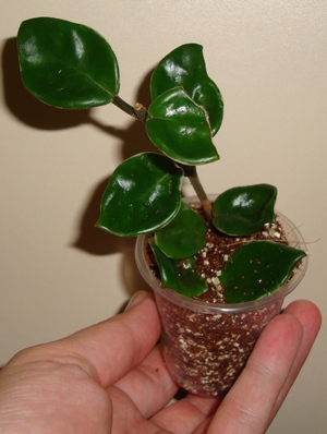 026_cr.jpg