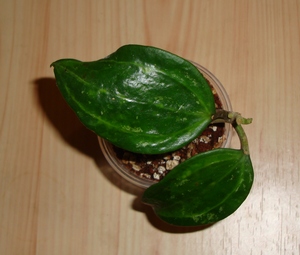 025_cr.jpg