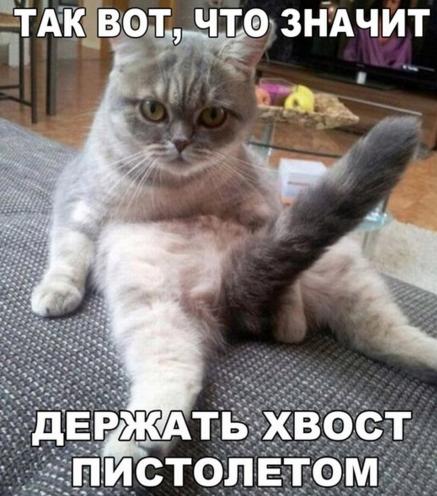 хвост пистолетом.jpg