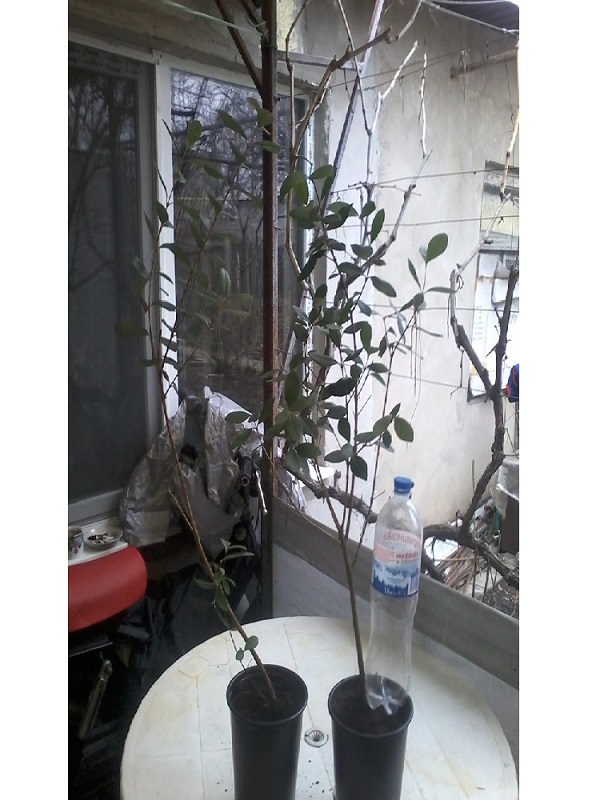 20170311_142409.jpg