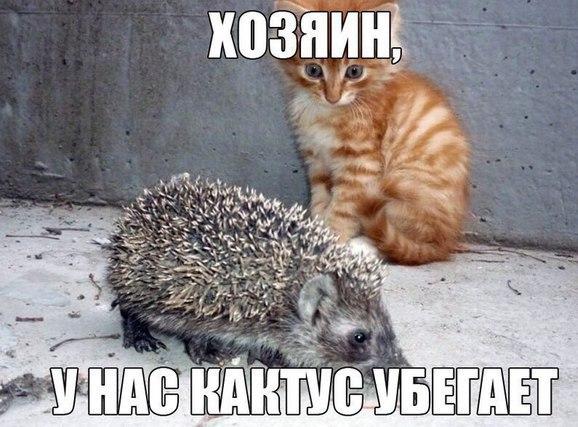 кактус.jpg