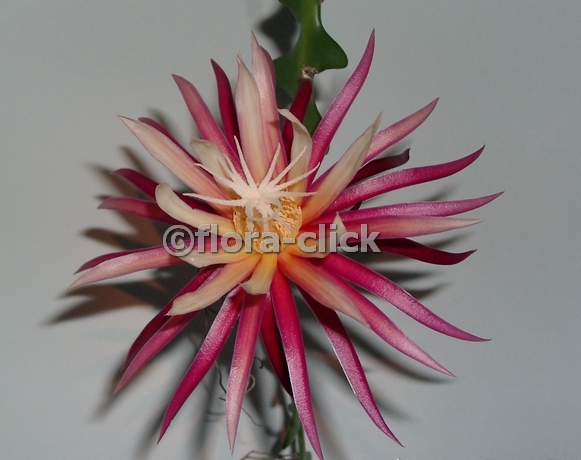 Cryptocereus anthonyanus.JPG