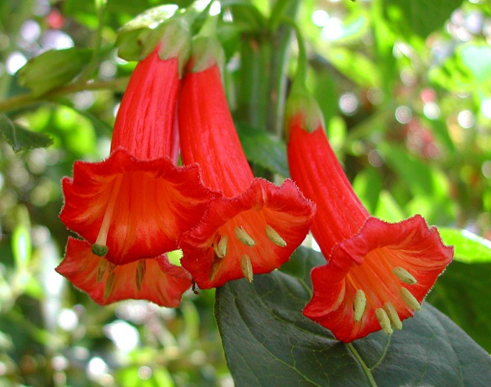 522285830_w640_h640_iochroma_fuchsioides_1.jpg