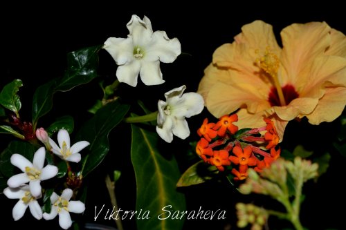 DSC_0134_500x333.jpg
