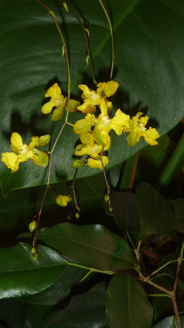 MOncidium Twinkle Yellow Fantasy yy9DCya.jpg