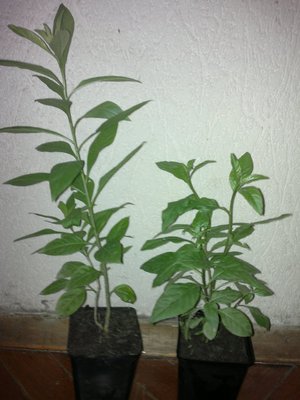 Cestrum.jpg