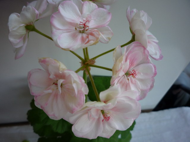P1070189.JPG