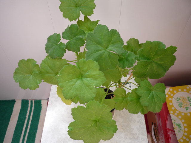 P1080235.JPG
