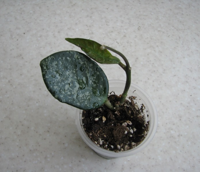 Hoya carnosa Round leaves splash.JPG