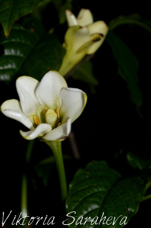 DSC_0157_500x752.jpg