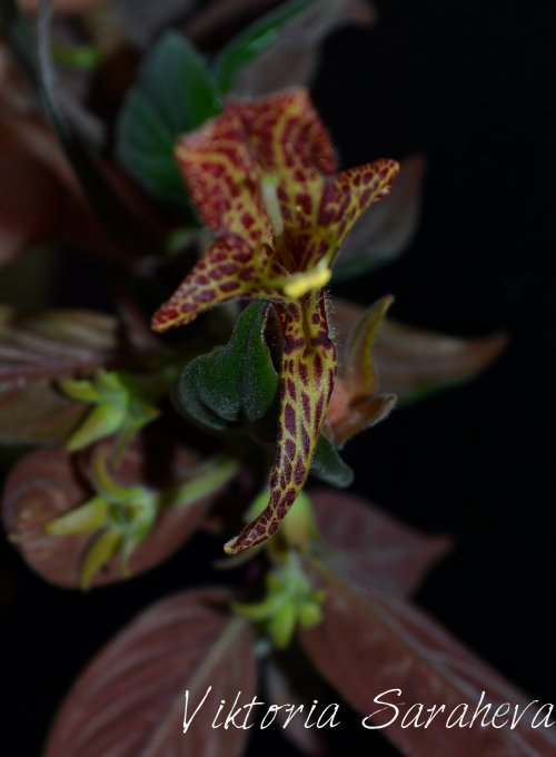 DSC_0169_500x680.jpg