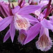 pleione-orhideya-tsena-snizhena-kiev.jpg