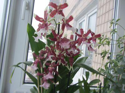 IMG_4844.jpg