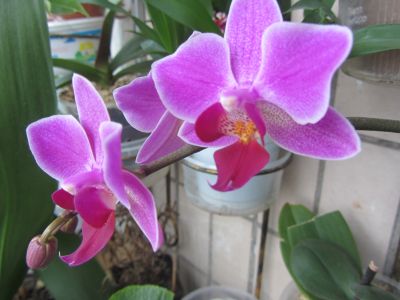 IMG_4900.jpg