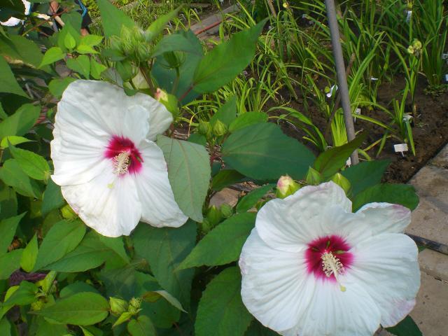 CIMG0017.jpg