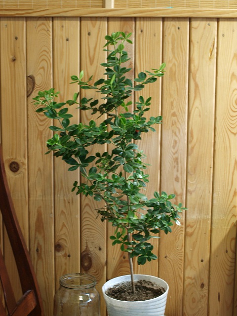 P320892-9.jpg