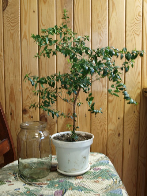P320893-1.jpg