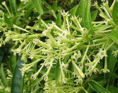Cestrum nocturnum11.jpg