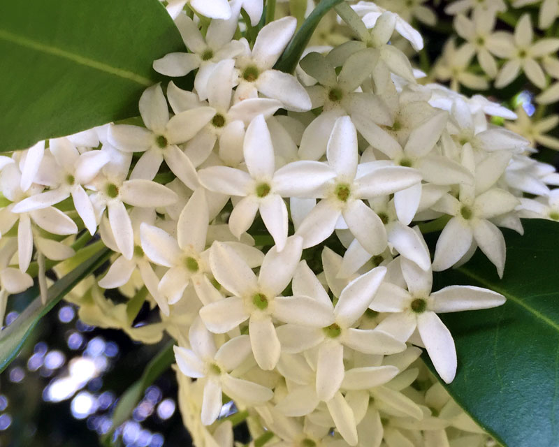 Acokanthera-Oblongifolia-2.jpg