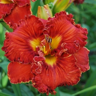 Fireball in your Garden (Gripas 2017).jpg