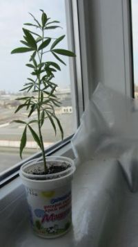 IMG_5005.jpg