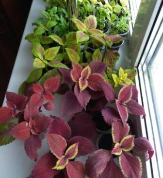 IMG_20170324_163133.jpg